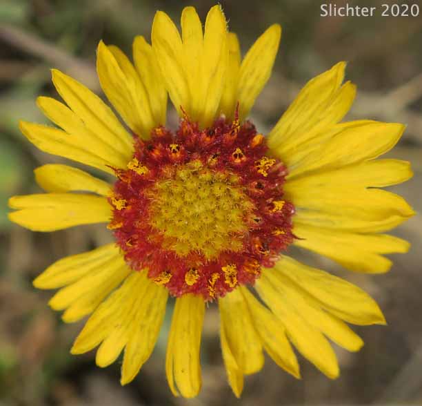 Blanket Flower, Common Gaillardia, Great-flowered Gaillardia: Gaillardia aristata