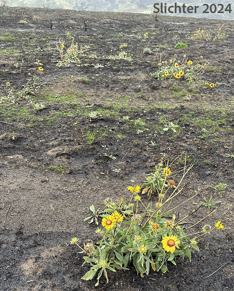 Blanket Flower, Common Gaillardia, Great-flowered Gaillardia: Gaillardia aristata