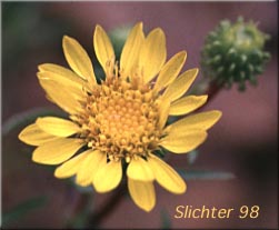 Idaho Gumweed, Low Gumweed: Grindelia nana var. nana  (Synonyms: Grindelia hirsutula, Grindelia nana var. integerrima, Grindelia nana var. integrifolia, Grindelia nana ssp. nana, Grindelia squarrosa var. integrifolia)