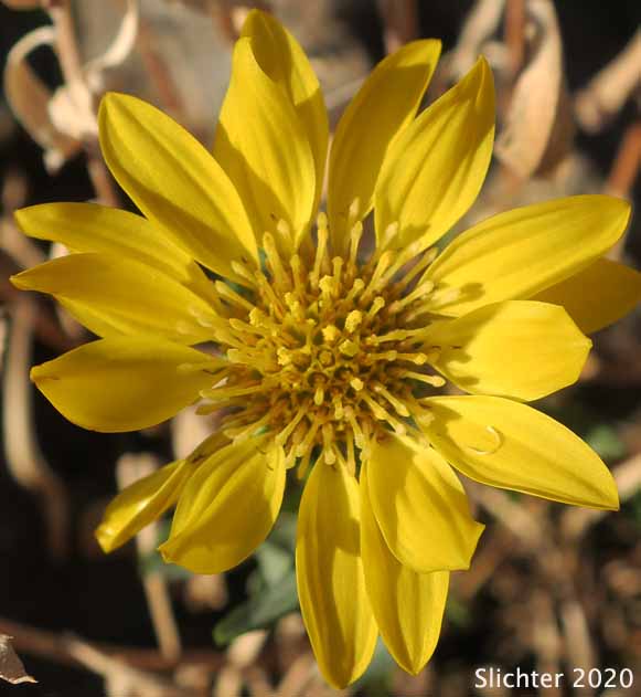 Idaho Gumweed, Low Gumweed: Grindelia nana var. nana (Synonyms: Grindelia hirsutula, Grindelia nana var. integerrima, Grindelia nana var. integrifolia, Grindelia nana ssp. nana, Grindelia squarrosa var. integrifolia)