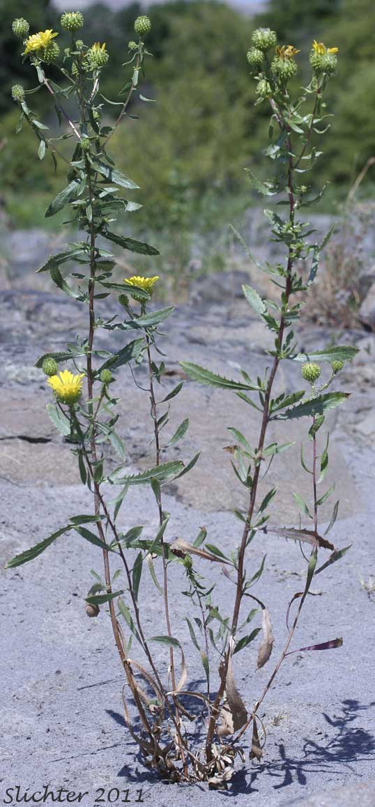 Idaho Gumweed, Low Gumweed: Grindelia nana var. nana (Synonyms: Grindelia hirsutula, Grindelia nana var. integerrima, Grindelia nana var. integrifolia, Grindelia nana ssp. nana, Grindelia squarrosa var. integrifolia)