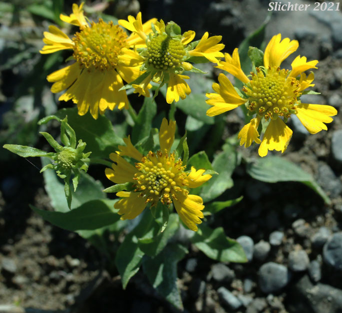 Common Sneezeweed, Large-flowered Sneezeweed, Mountain Sneezeweed, Sneezeweed: Helenium autumnale (Synonyms: Helenium autumnale var. autumnale, Helenium autumnale var. grandiflorum, Helenium autumnale var. montanum)