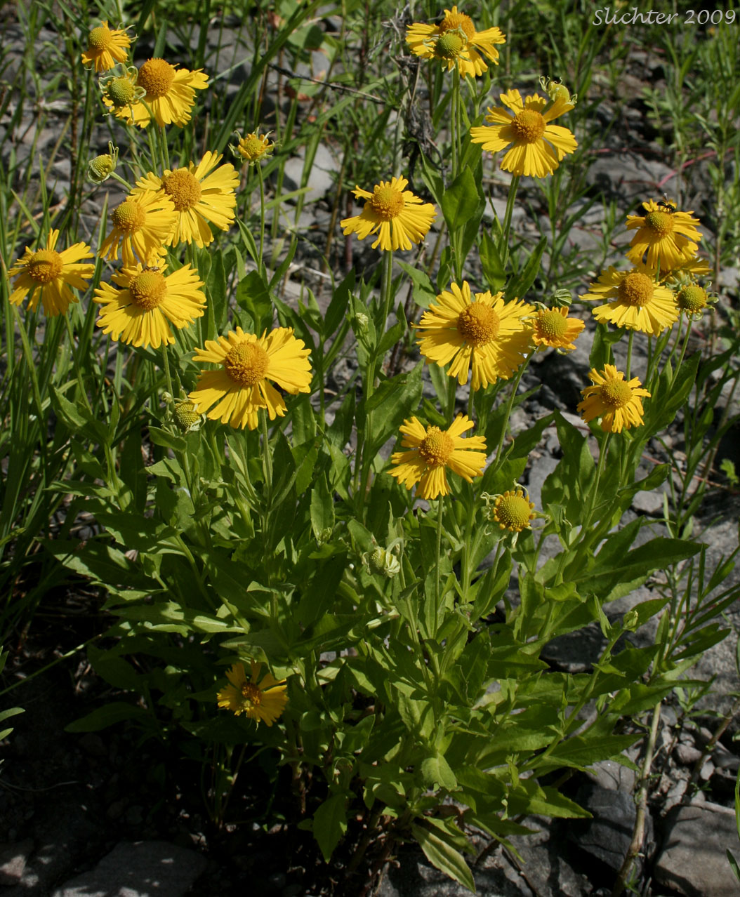 Common Sneezeweed, Large-flowered Sneezeweed, Mountain Sneezeweed, Sneezeweed:
