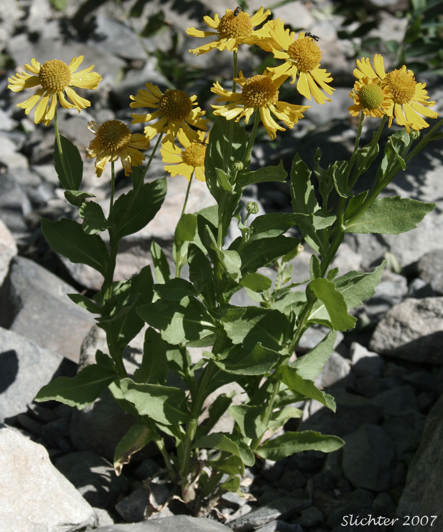 Common Sneezeweed, Large-flowered Sneezeweed, Mountain Sneezeweed, Sneezeweed: Helenium autumnale (Synonyms: Helenium autumnale var. autumnale, Helenium autumnale var. grandiflorum, Helenium autumnale var. montanum)