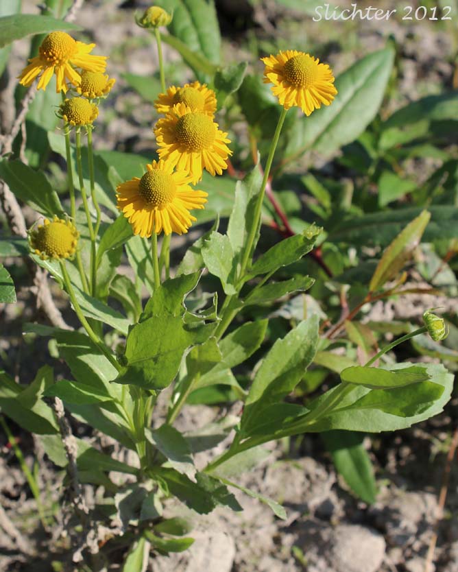 Common Sneezeweed, Large-flowered Sneezeweed, Mountain Sneezeweed, Sneezeweed: Helenium autumnale (Synonyms: Helenium autumnale var. autumnale, Helenium autumnale var. grandiflorum, Helenium autumnale var. montanum)