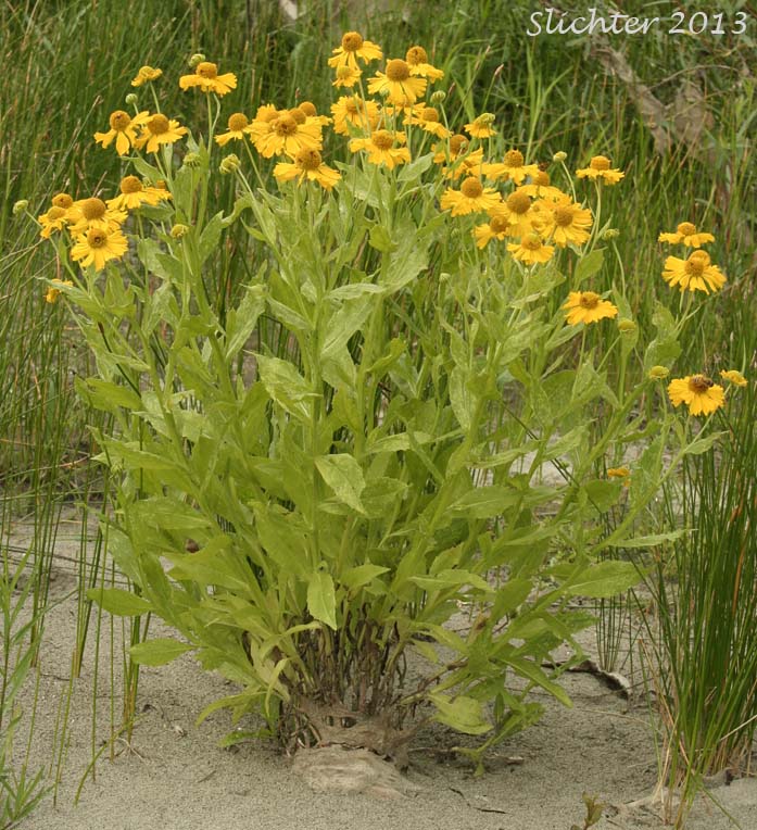 Common Sneezeweed, Large-flowered Sneezeweed, Mountain Sneezeweed, Sneezeweed: Helenium autumnale (Synonyms: Helenium autumnale var. autumnale, Helenium autumnale var. grandiflorum, Helenium autumnale var. montanum)