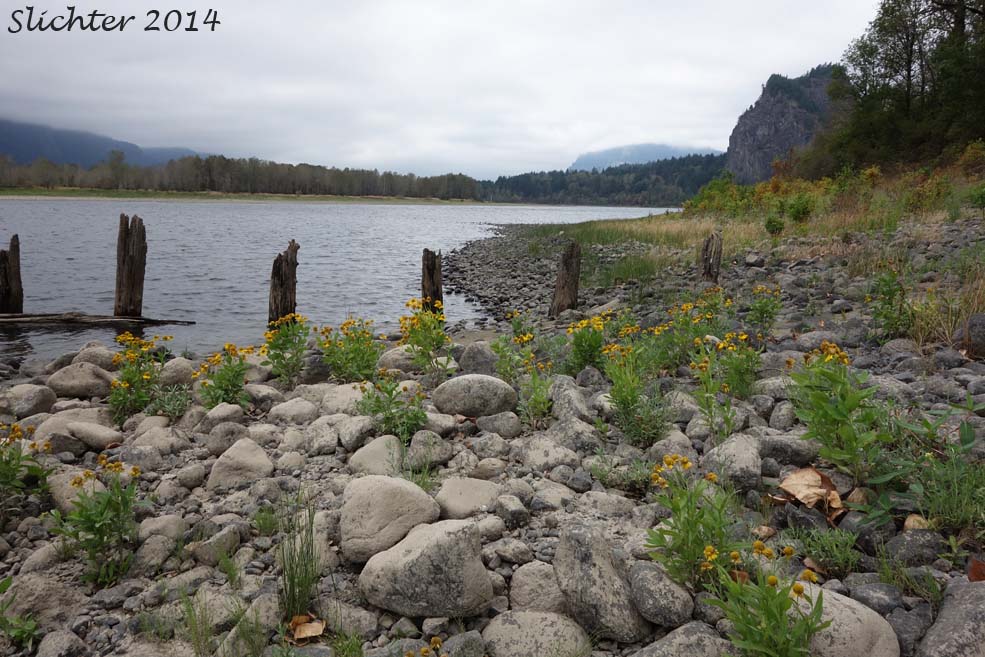 Columbia River shoreline habitat of Common Sneezeweed, Large-flowered Sneezeweed, Mountain Sneezeweed, Sneezeweed: Helenium autumnale (Synonyms: Helenium autumnale var. autumnale, Helenium autumnale var. grandiflorum, Helenium autumnale var. montanum)