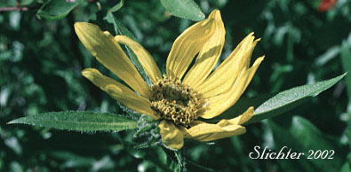 Douglas' Sunflower, Little Sunflower, False Sunflower, Oneflower Helianthella, Douglas' Helianthella: Helianthella uniflora var. douglasii from the top of Monte Carlo, southeastern edge of the Gifford Pinchot N.F........July 4, 1993.