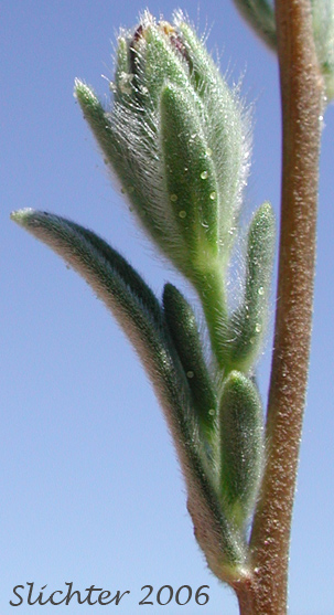 Axillary bud of Branched Lagophylla, Common Hareleaf, Common Rabbitleaf, Hareleaf, Rabbitleaf, Slender Hareleaf: Lagophylla ramosissima (Synonym: Lagophylla ramosissima ssp. ramosissima)