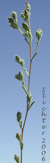 Branched Lagophylla, Common Hareleaf, Common Rabbitleaf, Hareleaf, Rabbitleaf, Slender Hareleaf: Lagophylla ramosissima (Synonym: Lagophylla ramosissima ssp. ramosissima)