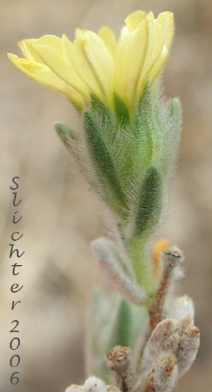Involucral bracts of Branched Lagophylla, Common Hareleaf, Common Rabbitleaf, Hareleaf, Rabbitleaf, Slender Hareleaf: Lagophylla ramosissima (Synonym: Lagophylla ramosissima ssp. ramosissima)
