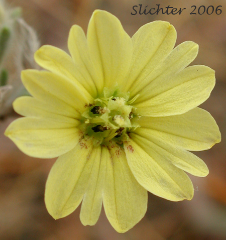 Flower head of Branched Lagophylla, Common Hareleaf, Common Rabbitleaf, Hareleaf, Rabbitleaf, Slender Hareleaf: Lagophylla ramosissima (Synonym: Lagophylla ramosissima ssp. ramosissima)