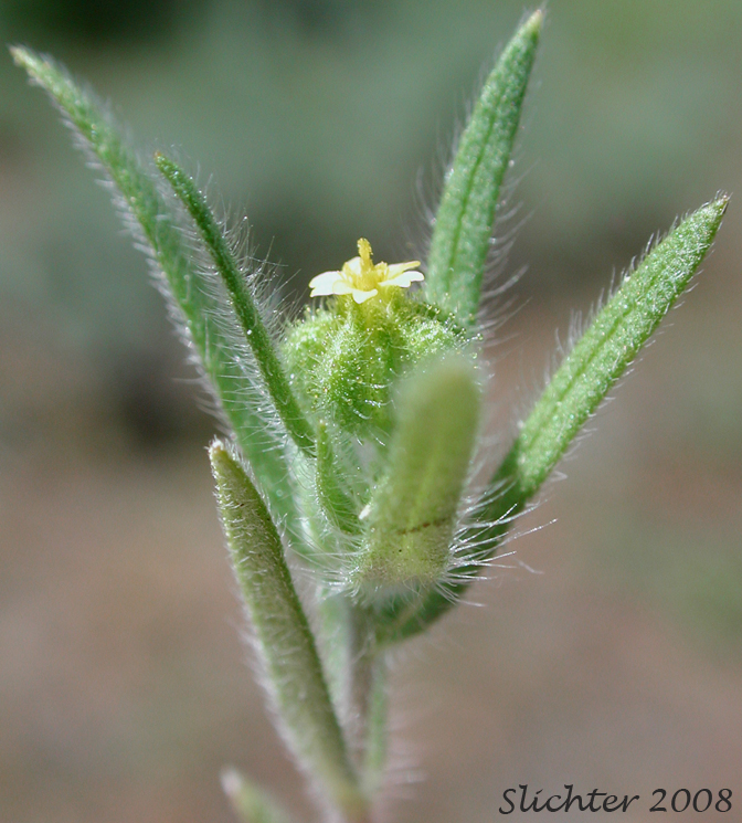 Flower head of Little Tarplant, Little Tarweed, Small Tarweed, Threadstem Madia: Madia exigua