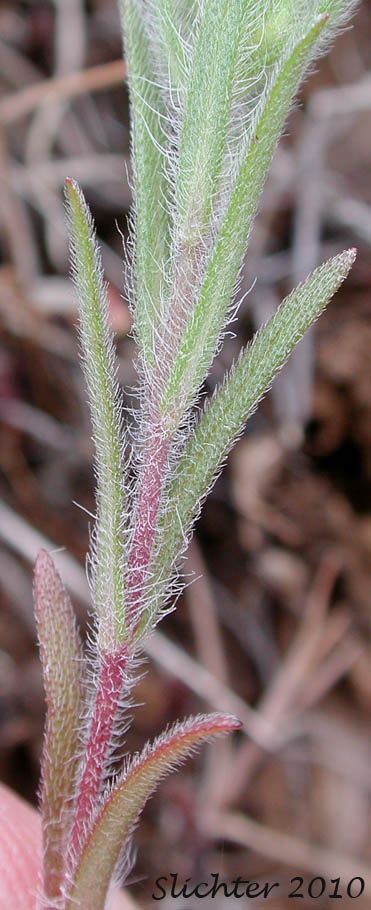 Stem leaves of Little Tarplant, Little Tarweed, Small Tarweed, Threadstem Madia: Madia exigua