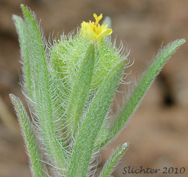 Flower head of Little Tarplant, Little Tarweed, Small Tarweed, Threadstem Madia: Madia exigua