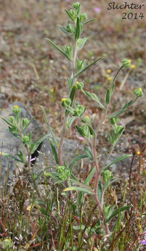Little Tarplant, Little Tarweed, Small Tarweed, Threadstem Madia: Madia exigua