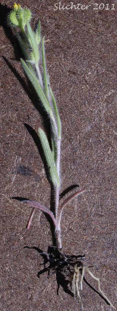 Little Tarplant, Little Tarweed, Small Tarweed, Threadstem Madia: Madia exigua