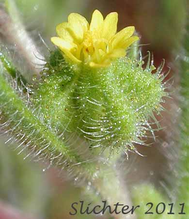 Flower head of Little Tarplant, Little Tarweed, Small Tarweed, Threadstem Madia: Madia exigua