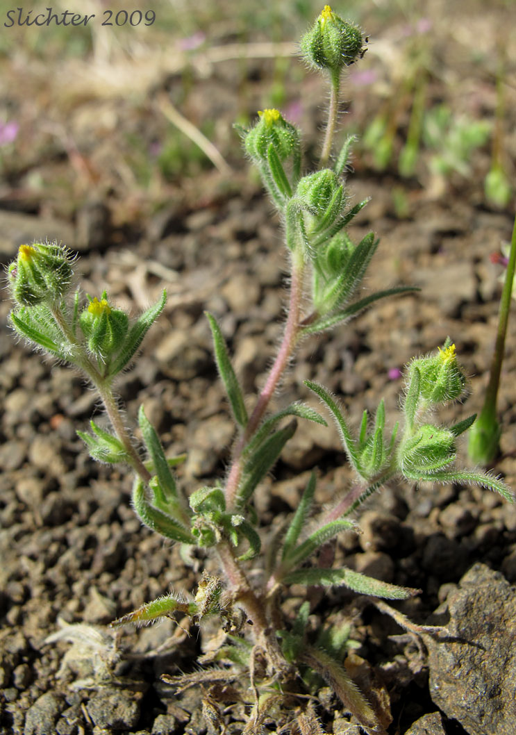 Least Tarweed, Smallhead Tarweed, Small-head Tarweed: Hemizonella minima (Synonyms: Hemizonia minima, Madia minima)