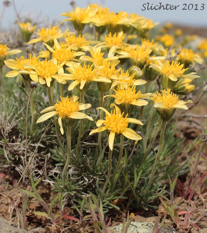 Narrowleaf Goldenweed, Narrowleaf Mock Goldenweed: Nestotus stenophyllus (Synonyms: Haplopappus stenophyllus, Stenotus stenophyllus)
