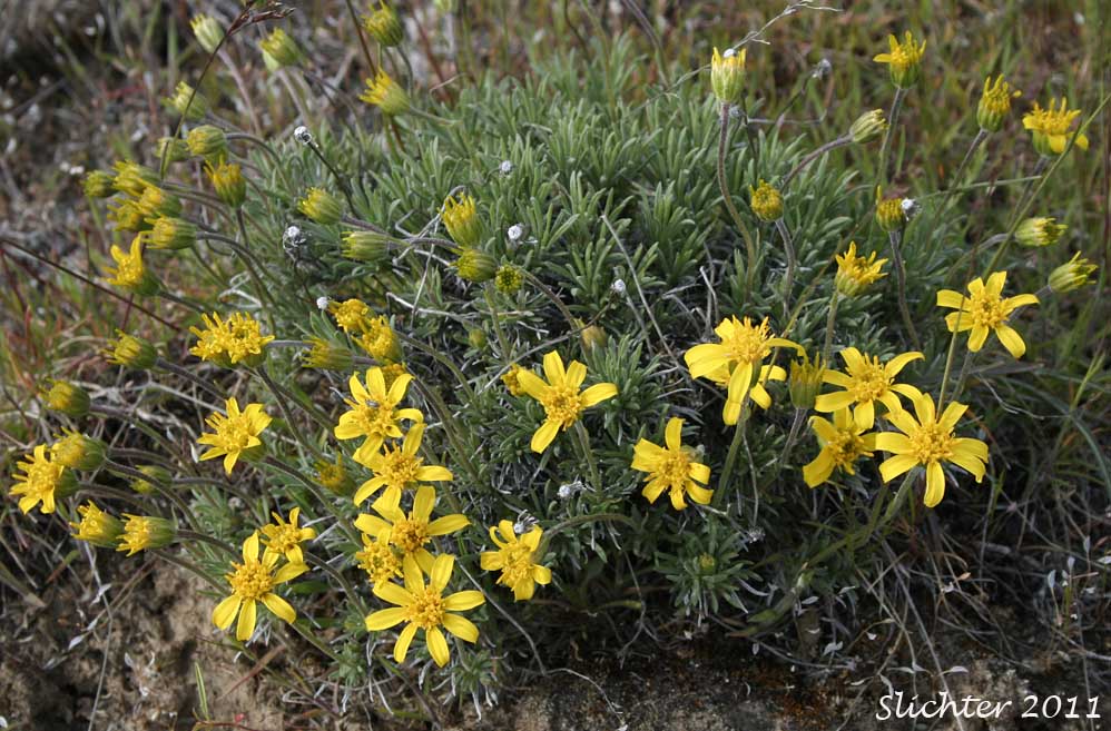 Narrowleaf Goldenweed, Narrowleaf Mock Goldenweed: Nestotus stenophyllus (Synonyms: Haplopappus stenophyllus, Stenotus stenophyllus)