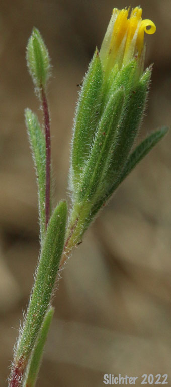 Bristlehead, Bristle Head, False Wireweed, Wireweed: Rigiopappus leptocladus