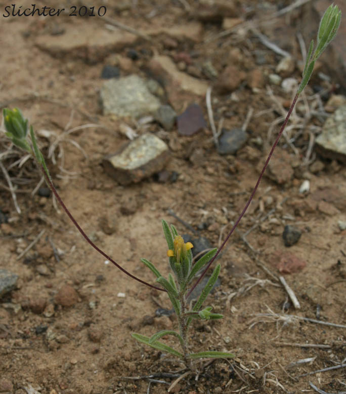 Bristlehead, Bristle Head, False Wireweed, Wireweed: Rigiopappus leptocladus