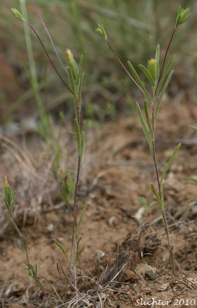 Bristlehead, Bristle Head, False Wireweed, Wireweed: Rigiopappus leptocladus