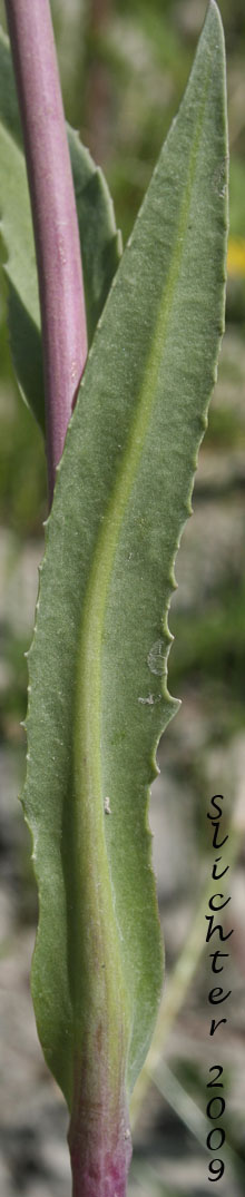 Stem leaf of Alkali Marsh Butterweed, Alkali Marsh Ragwort, Great Swamp Groundsel, Water Groundsel, Water Ragwort: Senecio hydrophilus (Synonym: Senecio hydrophilus var. pacifica)