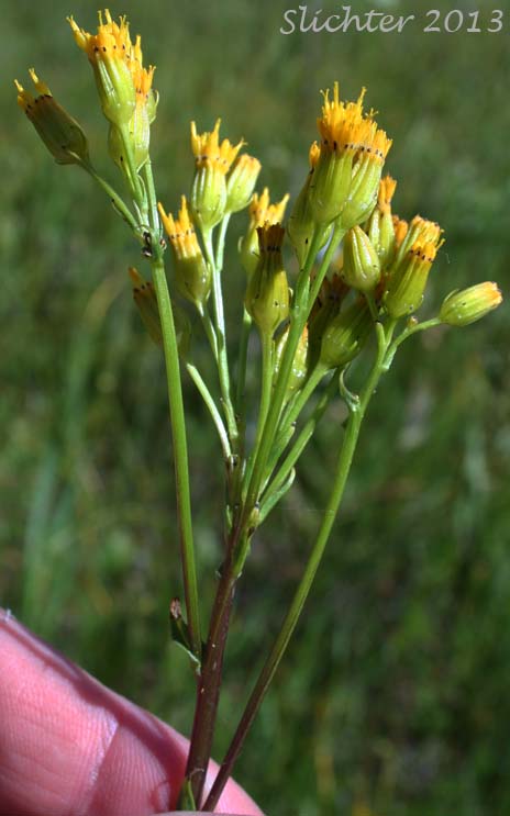 Inflorescence of Alkali Marsh Butterweed, Alkali Marsh Ragwort, Great Swamp Groundsel, Water Groundsel, Water Ragwort: Senecio hydrophilus (Synonym: Senecio hydrophilus var. pacifica)