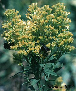 Canada Goldenrod, Meadow Goldenrod, Rocky Mountains Canada Goldenrod: Solidago lepida var. salebrosa (Synonyms: Solidago canadensis, Solidago canadensis ssp. salebrosa, Solidago canadensis var. salebrosa, Solidago lepida, Solidago lepida var. lepida, Solidago lepida var. salebrosa) 