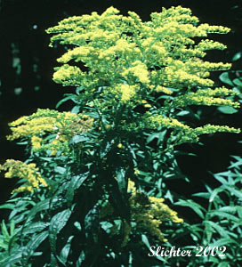 Canada Goldenrod, Meadow Goldenrod, Rocky Mountains Canada Goldenrod: Solidago lepida var. salebrosa (Synonyms: Solidago canadensis, Solidago canadensis ssp. salebrosa, Solidago canadensis var. salebrosa, Solidago lepida, Solidago lepida var. lepida, Solidago lepida var. salebrosa) 