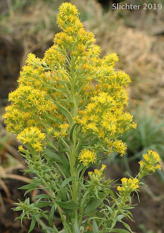Giant Goldenrod, Late Goldenrod, Smooth Goldenrod: Solidago gigantea (Synonyms: Aster latissimifolius var. serotinus, Solidago gigantea ssp. serotina, Solidago gigantea var. leiophylla, Solidago gigantea var. pitcheri, Solidago gigantea var. serotina, Solidago gigantea var. shinnersii, Solidago xleiophallax, Solidago pitcheri, Solidago serotina, Solidago serotinoides)
