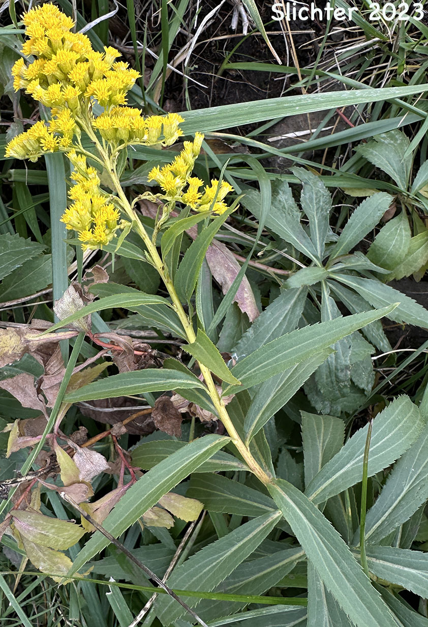Giant Goldenrod, Late Goldenrod, Smooth Goldenrod: Solidago gigantea (Synonyms: Aster latissimifolius var. serotinus, Solidago gigantea ssp. serotina, Solidago gigantea var. leiophylla, Solidago gigantea var. pitcheri, Solidago gigantea var. serotina, Solidago gigantea var. shinnersii, Solidago xleiophallax, Solidago pitcheri, Solidago serotina, Solidago serotinoides)