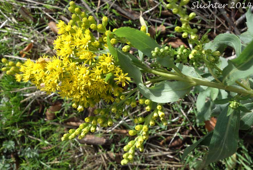 Giant Goldenrod, Late Goldenrod, Smooth Goldenrod: Solidago gigantea (Synonyms: Aster latissimifolius var. serotinus, Solidago gigantea ssp. serotina, Solidago gigantea var. leiophylla, Solidago gigantea var. pitcheri, Solidago gigantea var. serotina, Solidago gigantea var. shinnersii, Solidago xleiophallax, Solidago pitcheri, Solidago serotina, Solidago serotinoides)