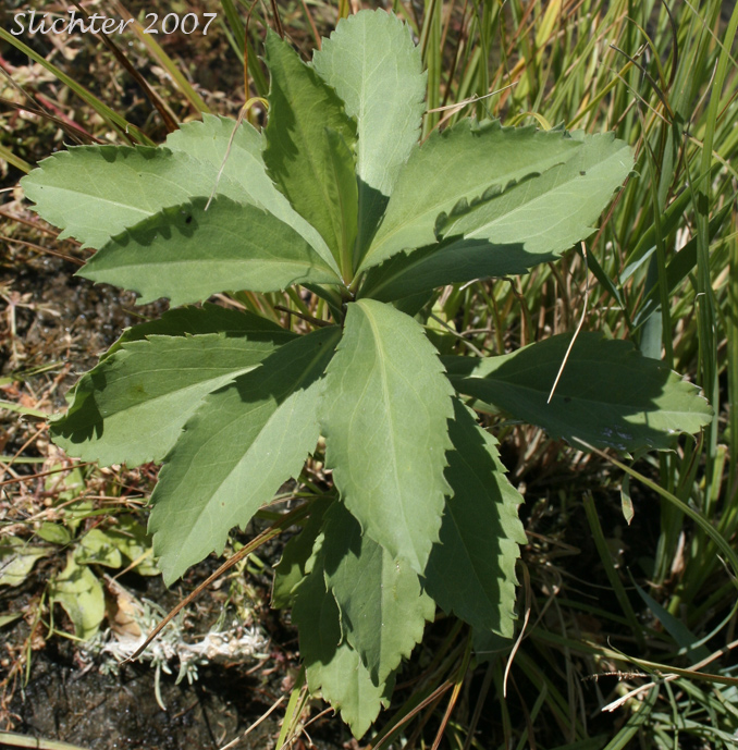 Close-up of the lower stem leaves of Giant Goldenrod, Late Goldenrod, Smooth Goldenrod: Solidago gigantea (Synonyms: Aster latissimifolius var. serotinus, Solidago gigantea ssp. serotina, Solidago gigantea var. leiophylla, Solidago gigantea var. pitcheri, Solidago gigantea var. serotina, Solidago gigantea var. shinnersii, Solidago xleiophallax, Solidago pitcheri, Solidago serotina, Solidago serotinoides)