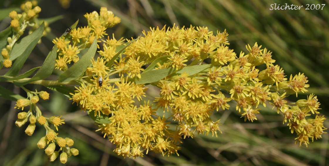 Close-up of the inflorescence of Giant Goldenrod, Late Goldenrod, Smooth Goldenrod: Solidago gigantea (Synonyms: Aster latissimifolius var. serotinus, Solidago gigantea ssp. serotina, Solidago gigantea var. leiophylla, Solidago gigantea var. pitcheri, Solidago gigantea var. serotina, Solidago gigantea var. shinnersii, Solidago xleiophallax, Solidago pitcheri, Solidago serotina, Solidago serotinoides)