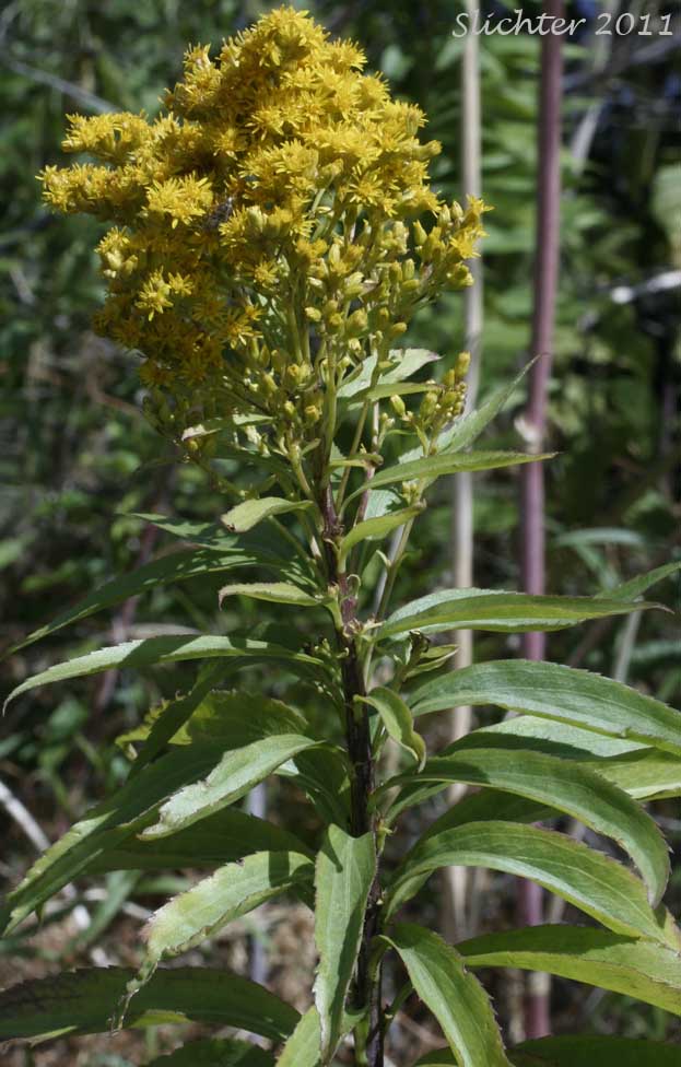 Giant Goldenrod, Late Goldenrod, Smooth Goldenrod: Solidago gigantea (Synonyms: Aster latissimifolius var. serotinus, Solidago gigantea ssp. serotina, Solidago gigantea var. leiophylla, Solidago gigantea var. pitcheri, Solidago gigantea var. serotina, Solidago gigantea var. shinnersii, Solidago xleiophallax, Solidago pitcheri, Solidago serotina, Solidago serotinoides)