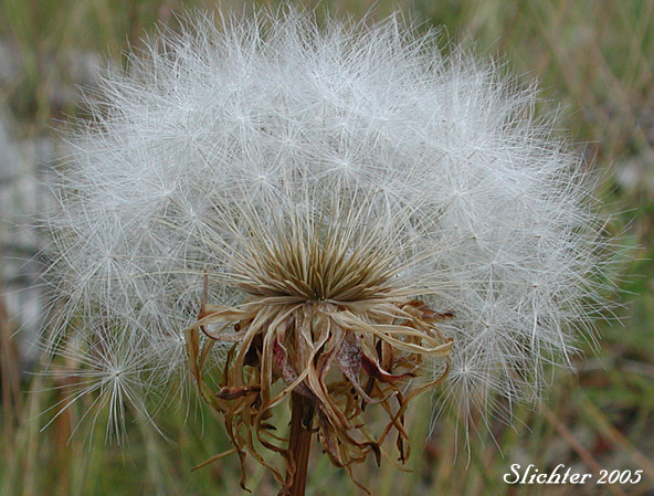 Seed head of Large-flowered Agoseris, Large-flower Goat-chicory: Agoseris grandiflora (Synonyms: Agoseris grandiflora var. grandiflora, Agoseris grandiflora var. leptophylla, Agoseris laciniata, Agoseris plebeja)