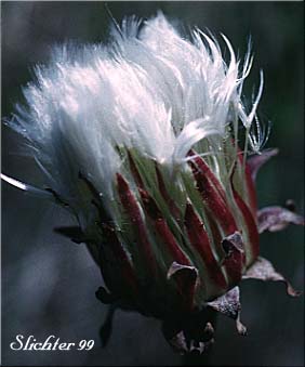 Flower head of Large-flowered Agoseris, Large-flower Goat-chicory: Agoseris grandiflora (Synonyms: Agoseris grandiflora var. grandiflora, Agoseris grandiflora var. leptophylla, Agoseris laciniata, Agoseris plebeja)