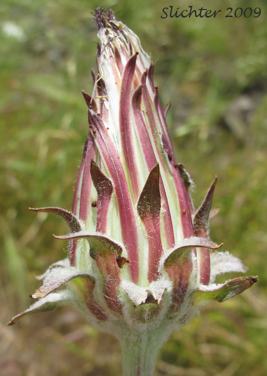 Involucral bracts of Large-flowered Agoseris, Large-flower Goat-chicory: Agoseris grandiflora (Synonyms: Agoseris grandiflora var. grandiflora, Agoseris grandiflora var. leptophylla, Agoseris laciniata, Agoseris plebeja)