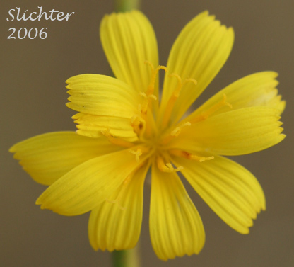 The flower head of Rush Skeletonweed, Chondrilla, Gum Succory, Hogbite: Chondrilla juncea