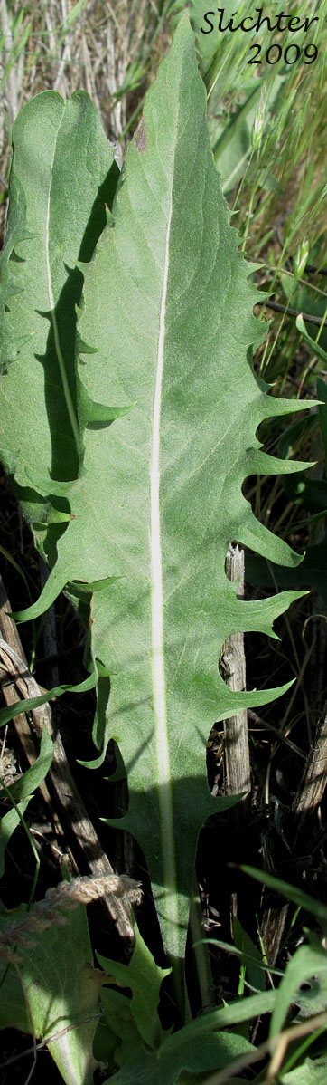 Dorsal leaf surface of Bearded Hawksbeard: Crepis barbigera (Synonym: Crepis atribarba ssp. originalis)