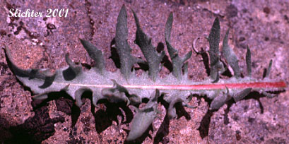 Basal leaf of Western Hawksbeard, Largeflower Hawksbeard: Crepis occidentalis (Synonyms: Crepis occidentalis ssp. conjuncta, Crepis occidentalis ssp. costata, Crepis occidentalis ssp. occidentalis, Crepis occidentalis ssp. pumila, Crepis occidentalis var. costata)