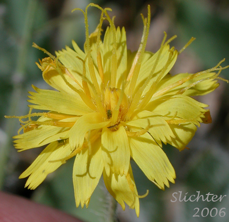 Houndstongue Hawkweed, Hound Tongue Hawkweed, Scouler's Hawkweed, Scouler's Woollyweed: Hieracium scouleri (Synonyms: Hieracium albertinum, Hieracium chapacanum, Hieracium cusickii, Hieracium cynoglossoides, Hieracium cynoglossoides var. nudicaule, Hieracium flettii, Hieracium nudicaule, Hieracium scouleri var. albertinum, Hieracium scouleri var. griseum, Hieracium scouleri var. scouleri)