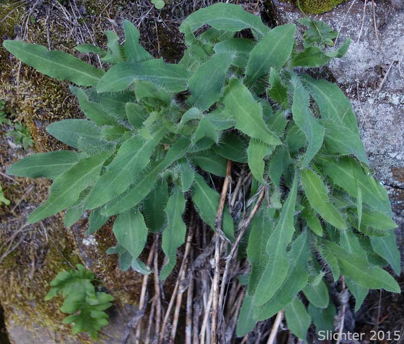 Long-beard Hawkweed, Long-bearded Hawkweed: Hieracium longiberbe