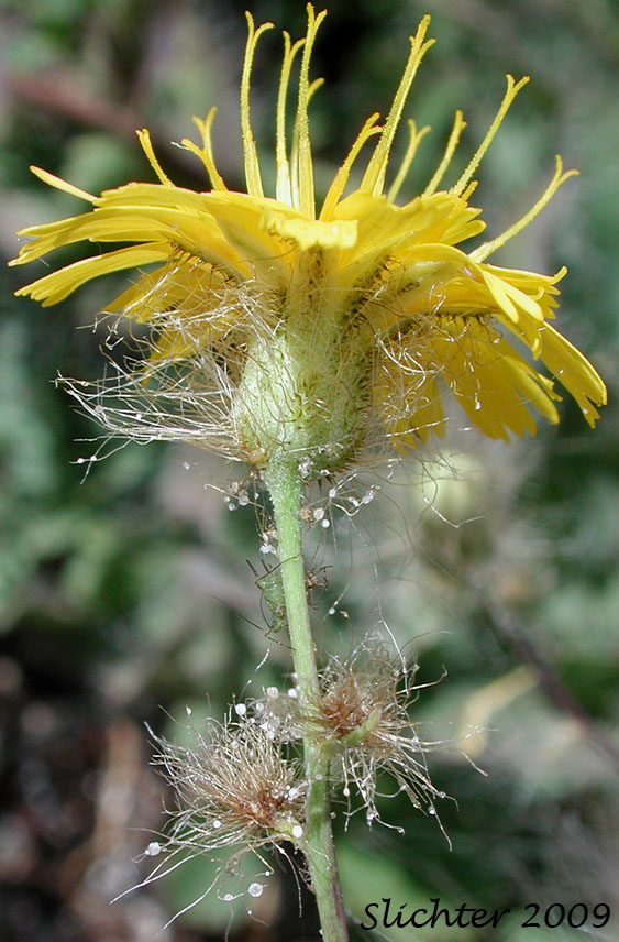 Involucral Bracts of Long-beard Hawkweed, Long-bearded Hawkweed: Hieracium longiberbe