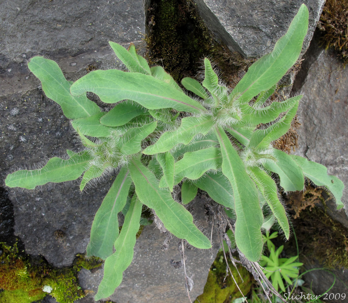 Leaves of Long-beard Hawkweed, Long-bearded Hawkweed: Hieracium longiberbe
