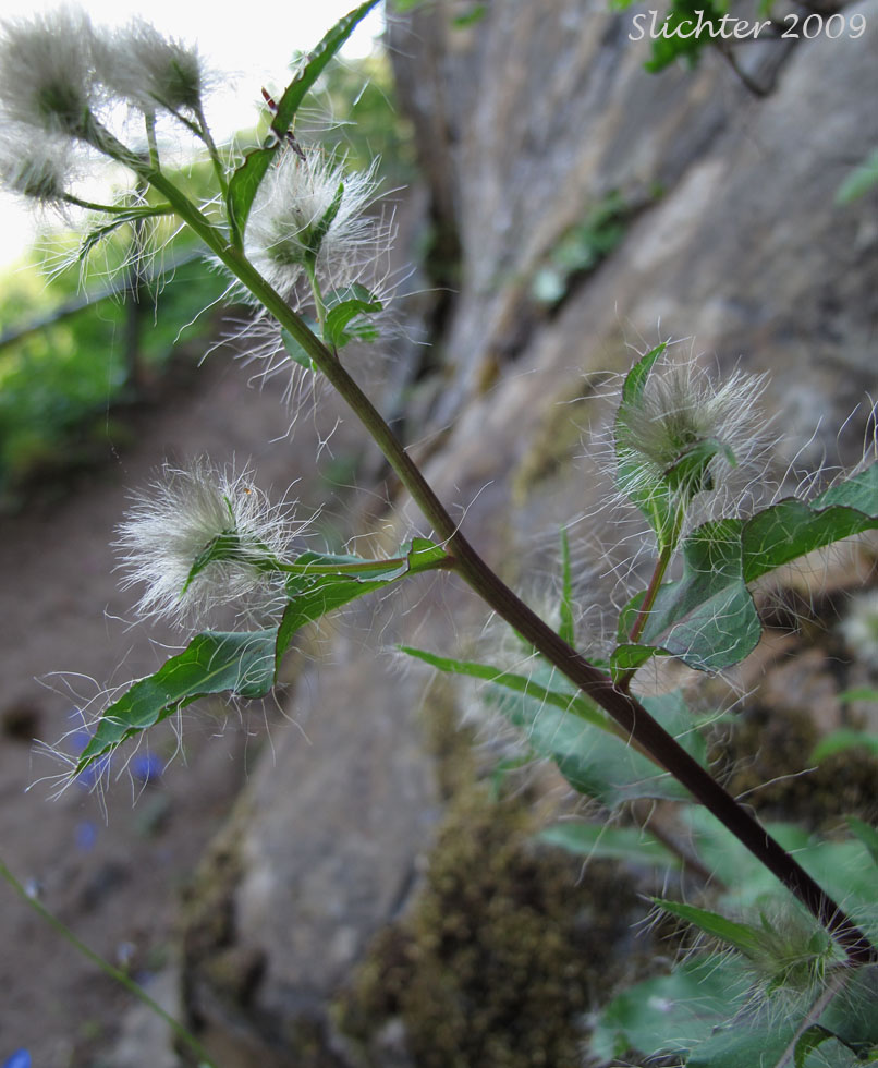 Long-bearded Hawkweed: Hieracium longiberbe