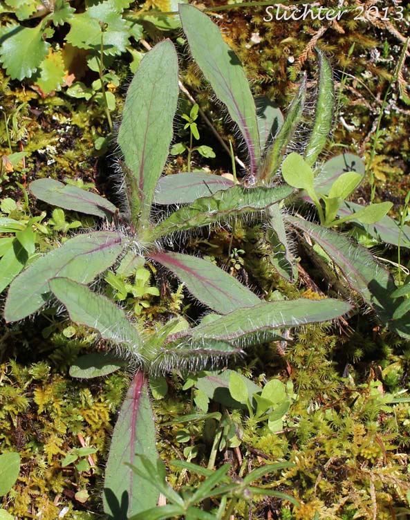 Long-beard Hawkweed, Long-bearded Hawkweed: Hieracium longiberbe